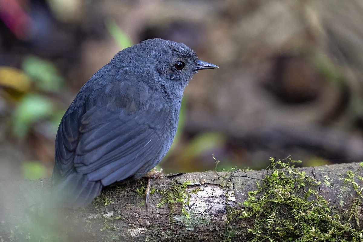 Tschudi's Tapaculo - ML646464647
