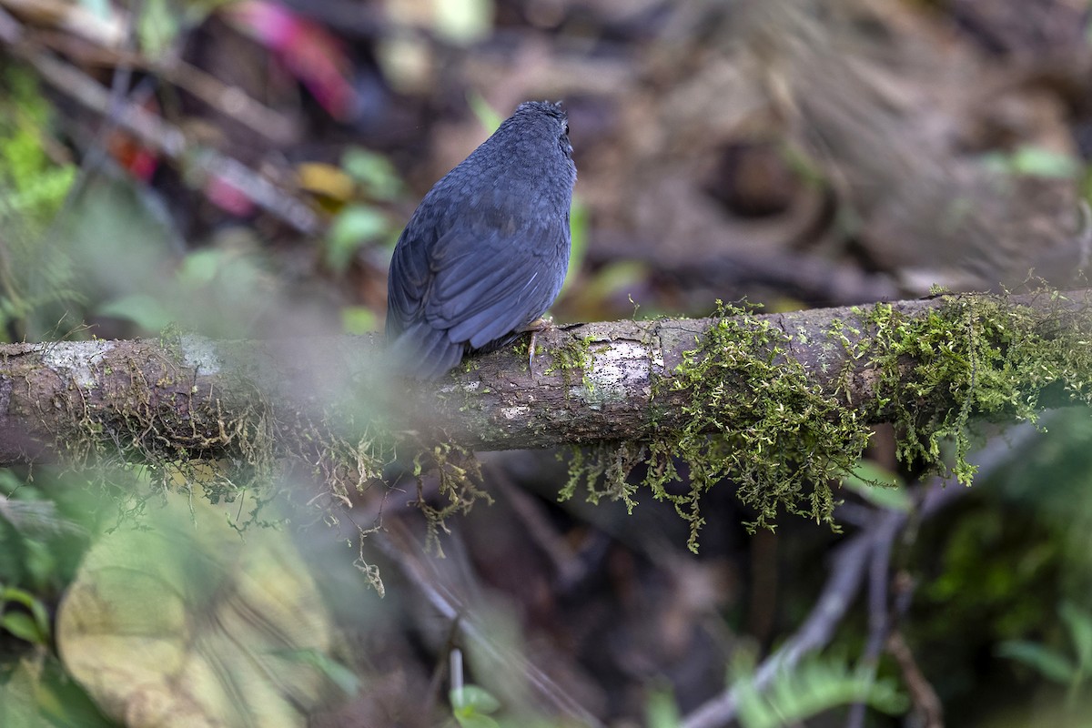 Tschudi's Tapaculo - ML646464649
