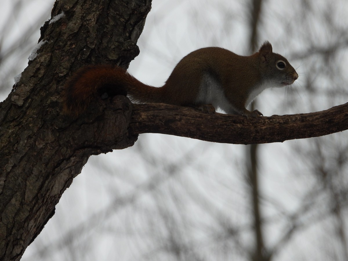 Animals - ML646464650