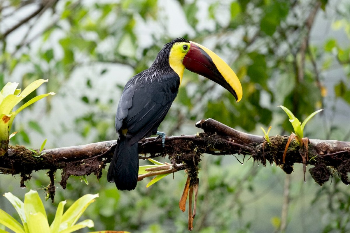 Yellow-throated Toucan - ML646464651