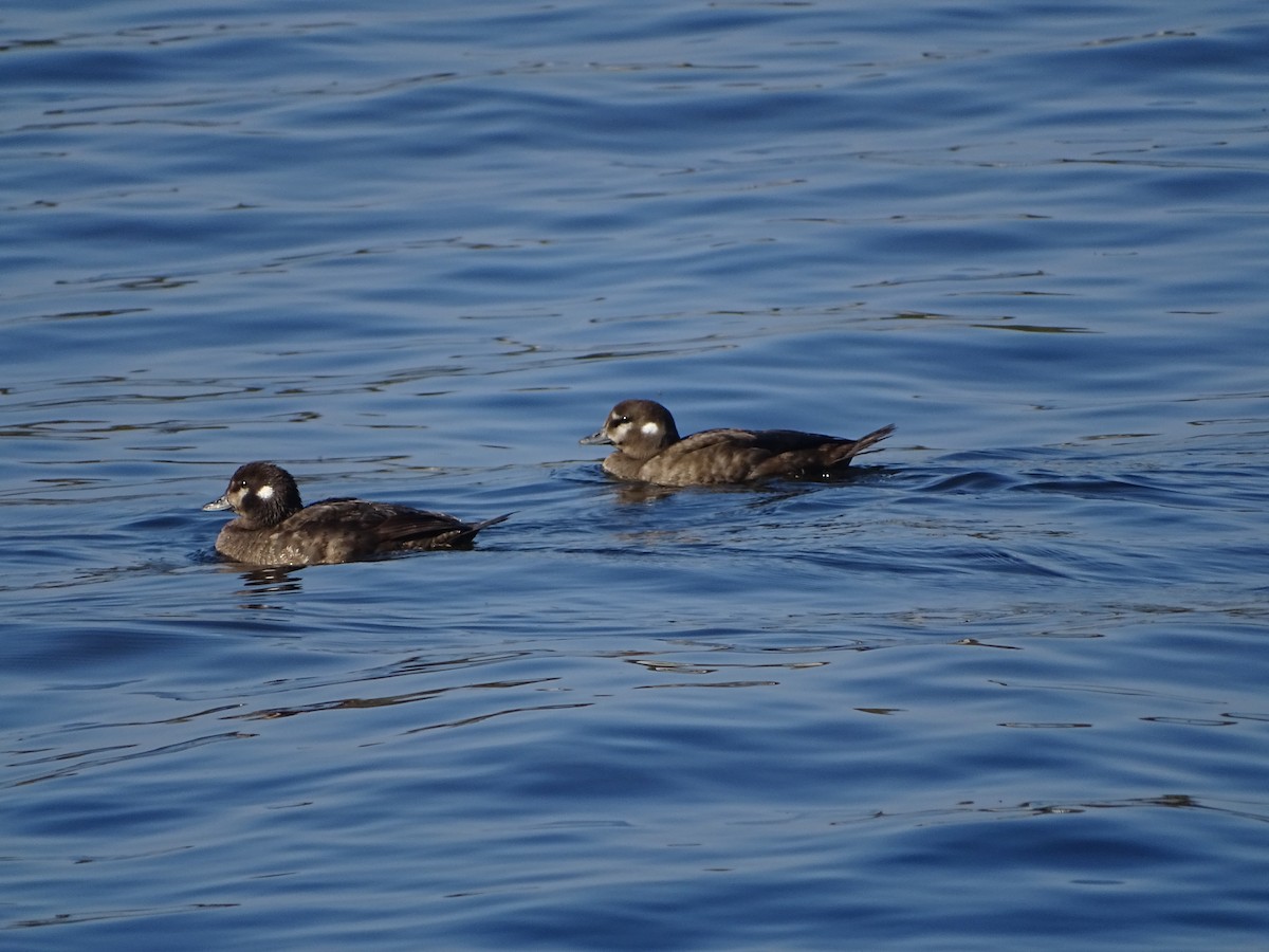 Harlequin Duck - ML646464652