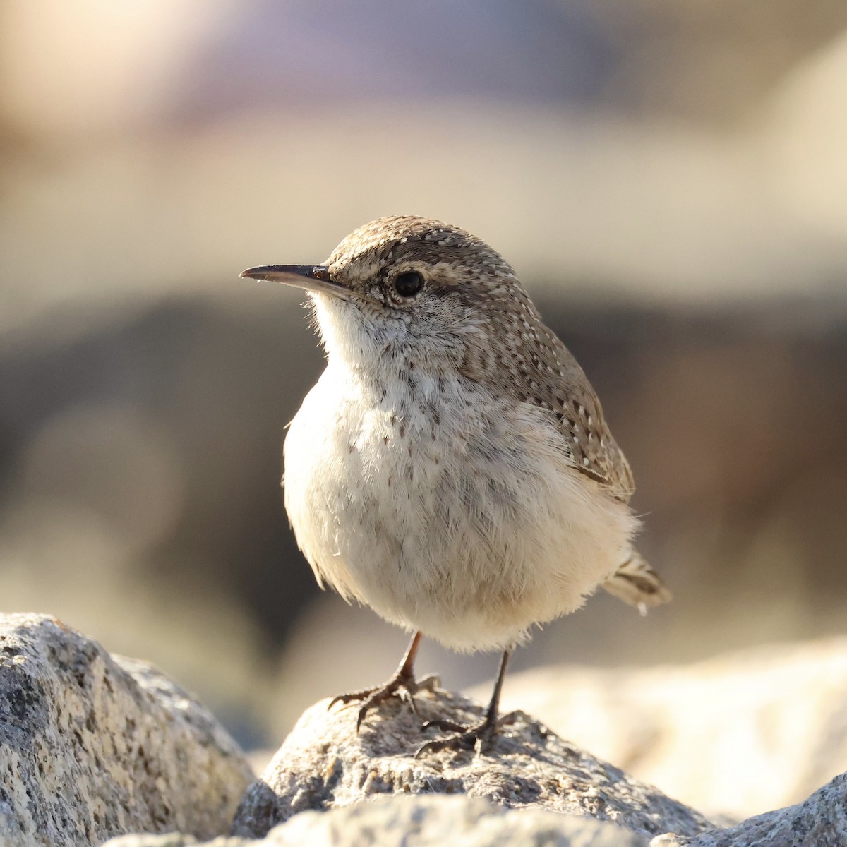 Rock Wren - ML646464653