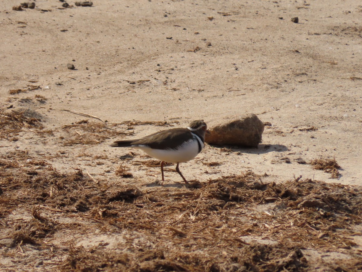 Three-banded Plover - ML646464654