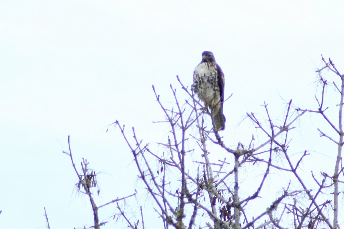 Red-tailed Hawk - ML646464655