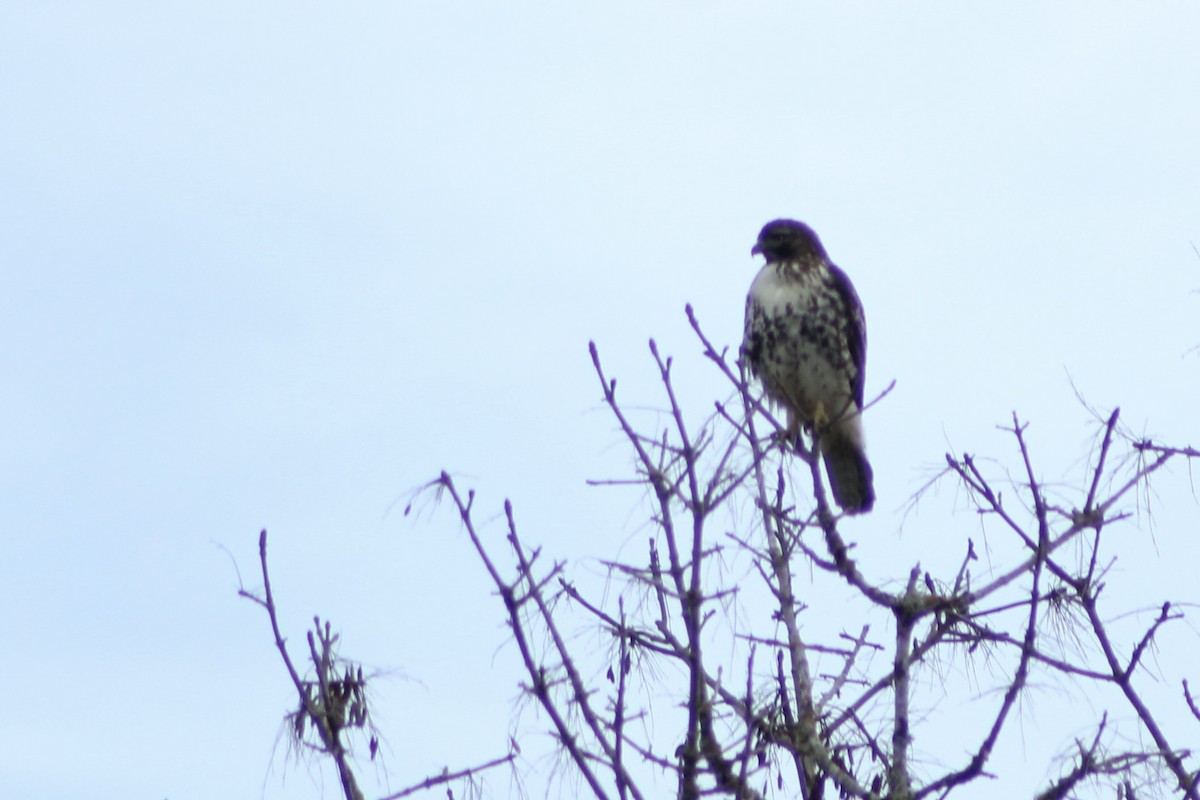 Red-tailed Hawk - ML646464656