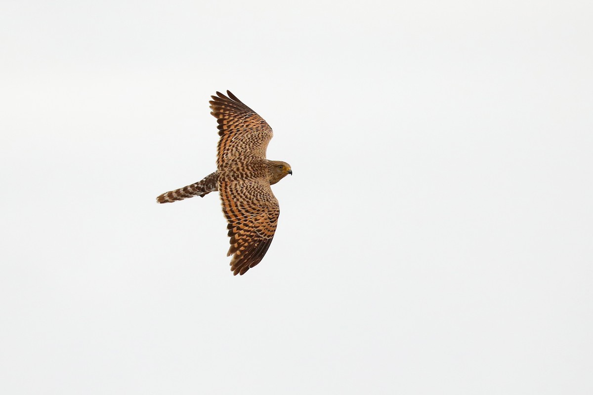 Greater Kestrel - ML646464659