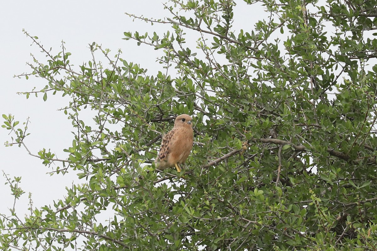 Greater Kestrel - ML646464661