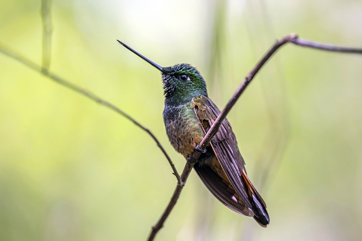 Violet-throated Starfrontlet (Huanuco) - ML646464664