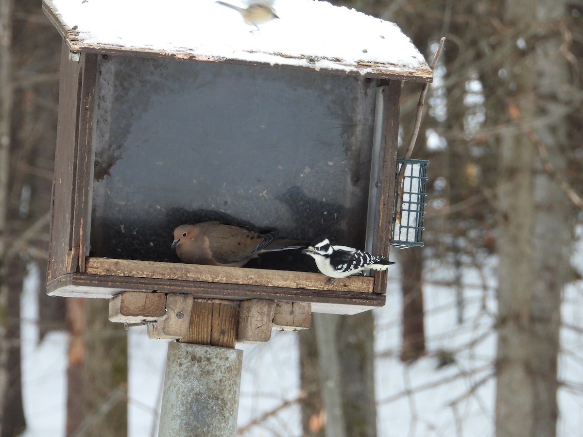 Downy Woodpecker - ML646464665