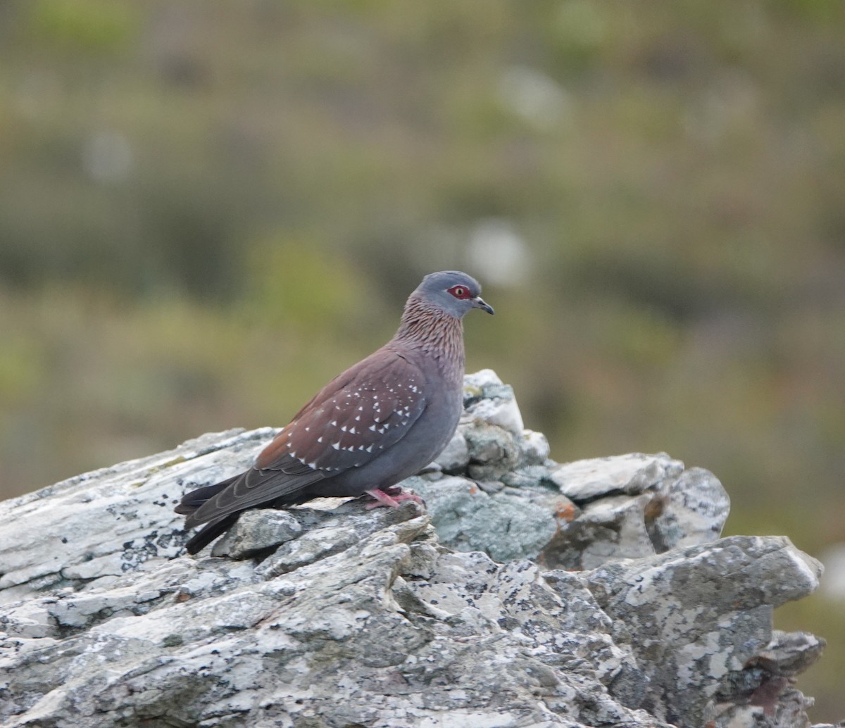 Крапчатый голубь - ML646464666
