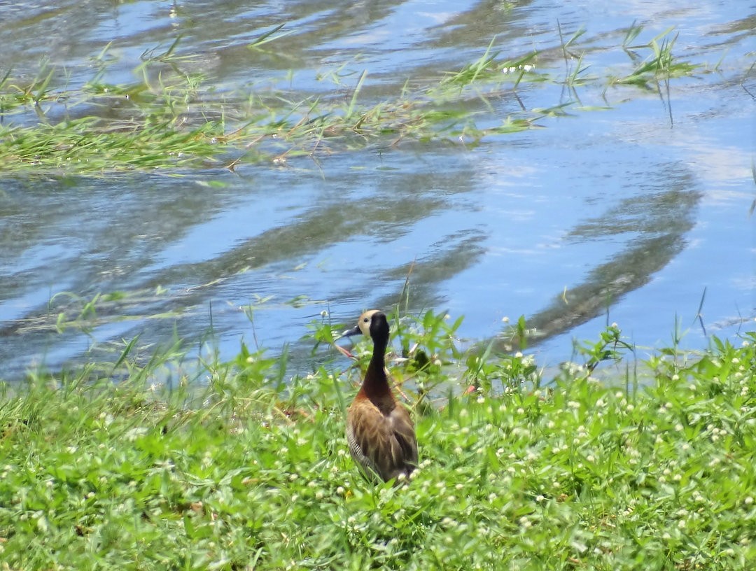 シロガオリュウキュウガモ - ML646464667