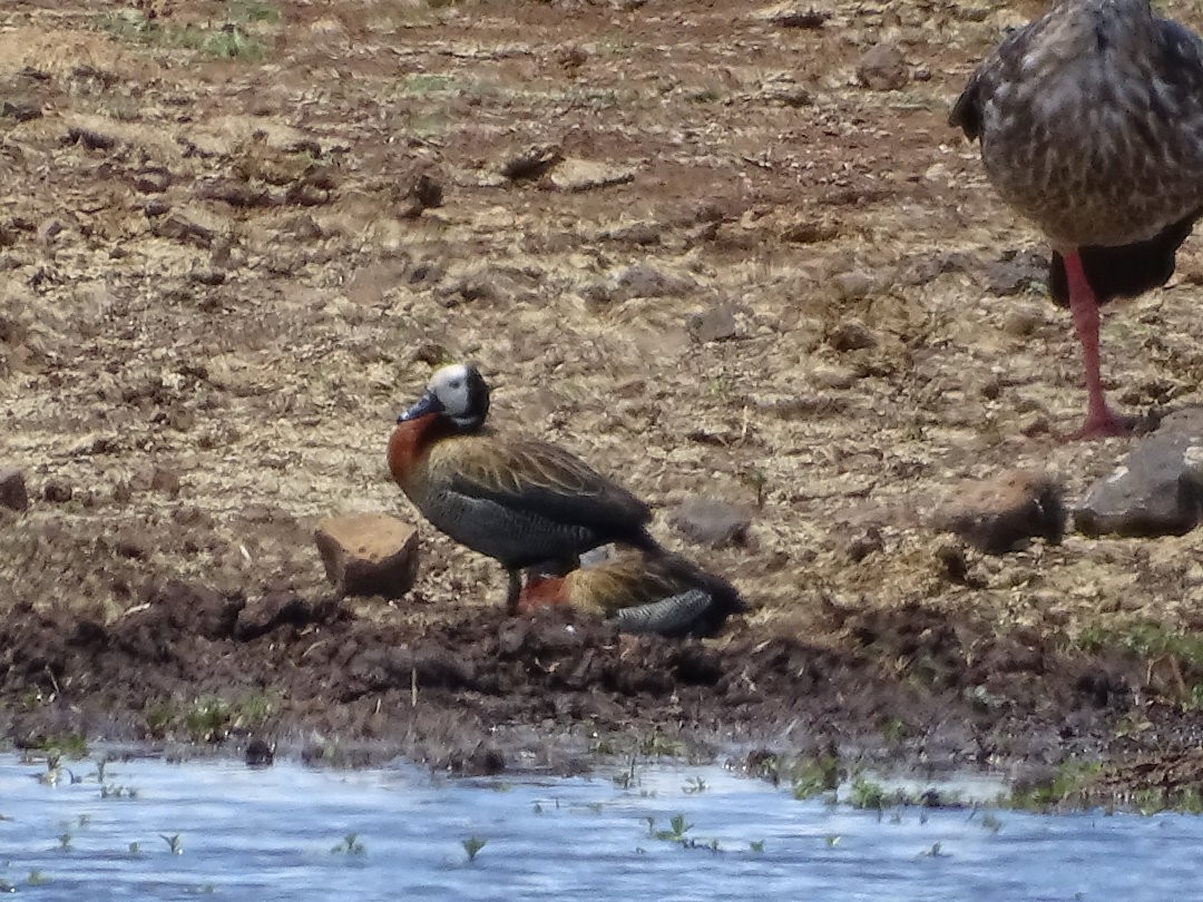 シロガオリュウキュウガモ - ML646464668