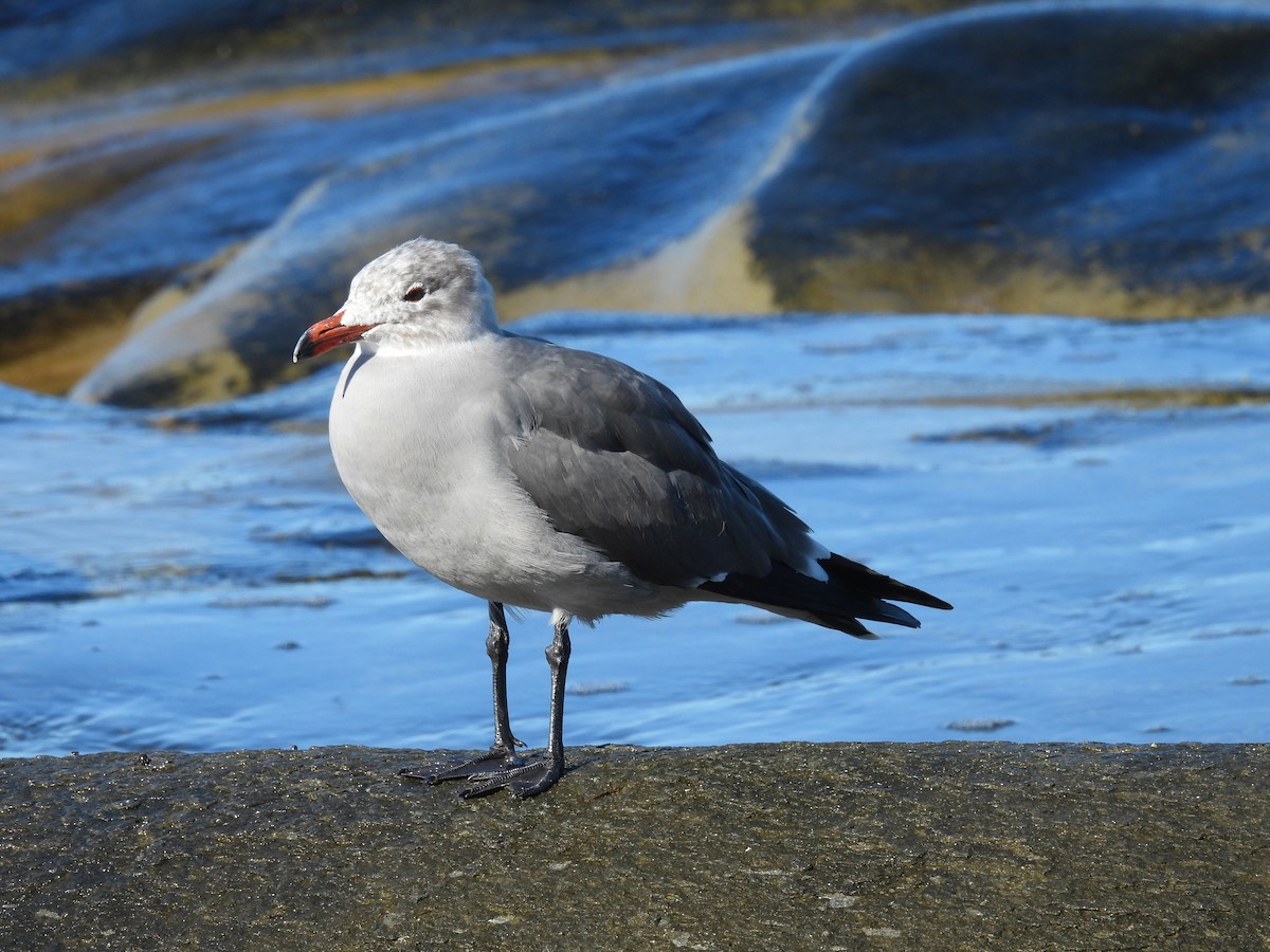 Heermann's Gull - ML646464669