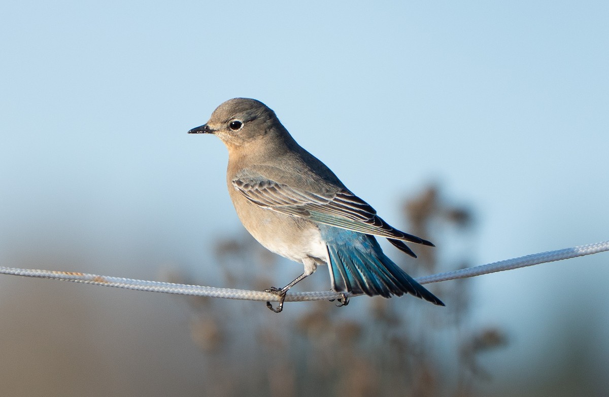 Mountain Bluebird - ML646464670