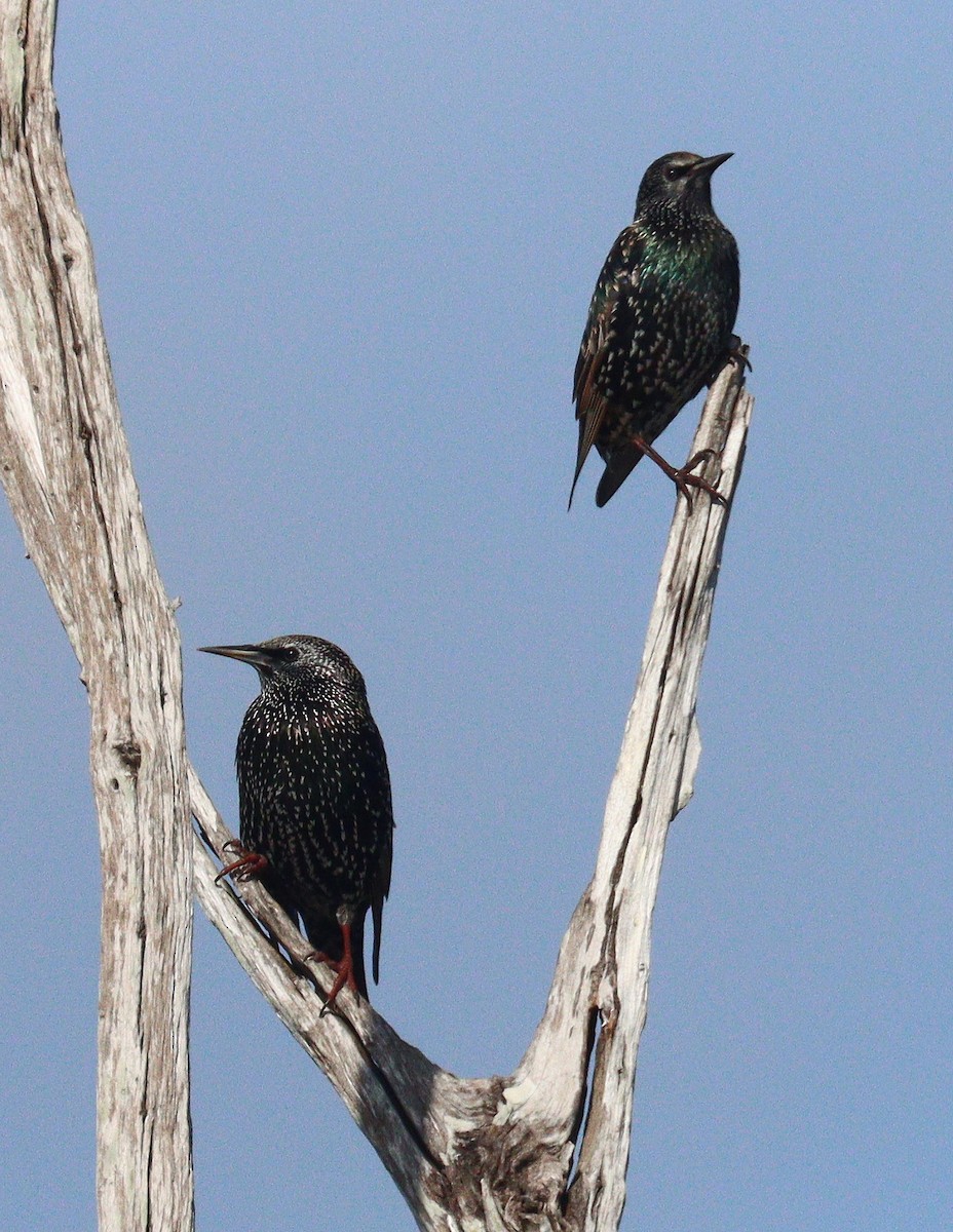 European Starling - ML646464671