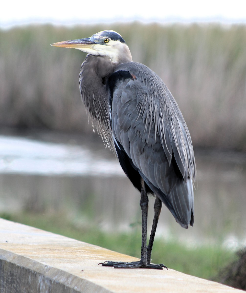 volavka velká - ML646464673