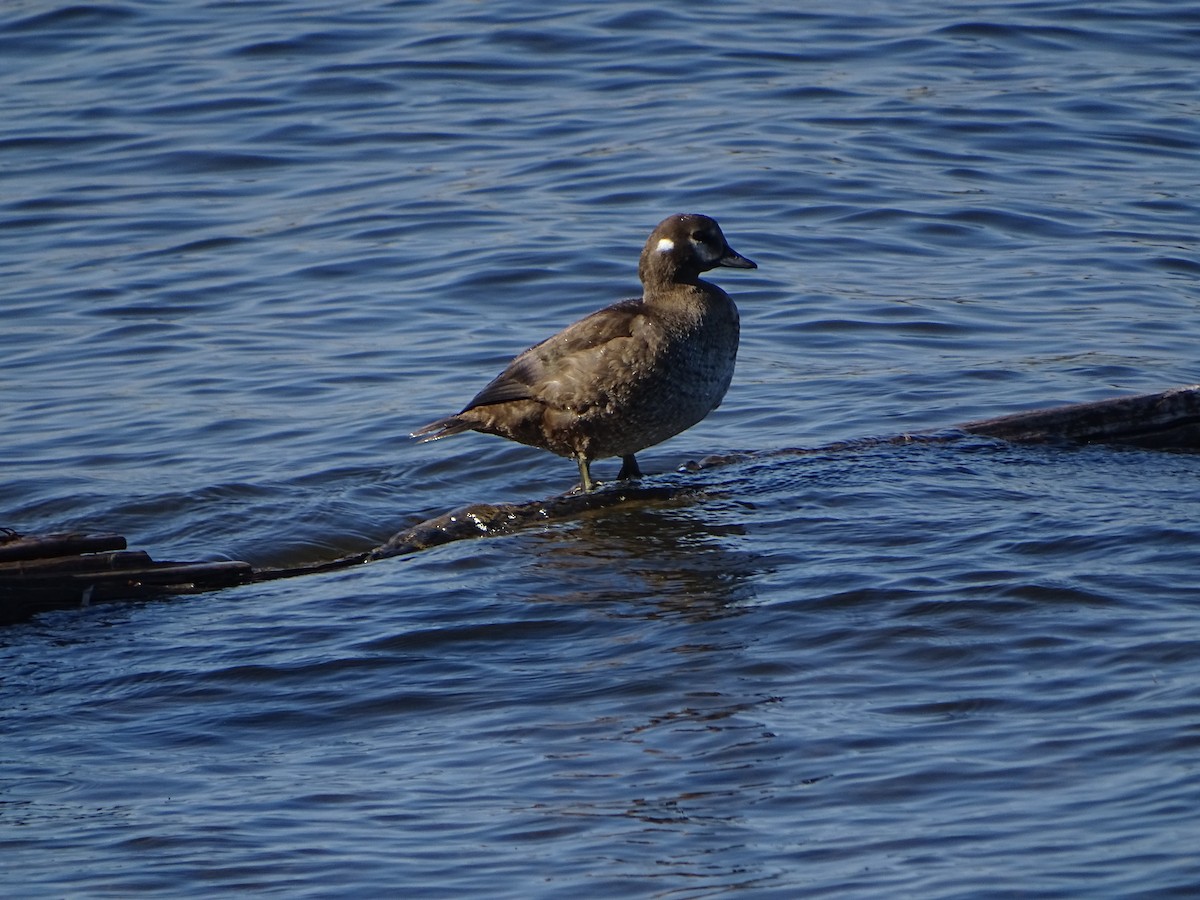 Harlequin Duck - ML646464674