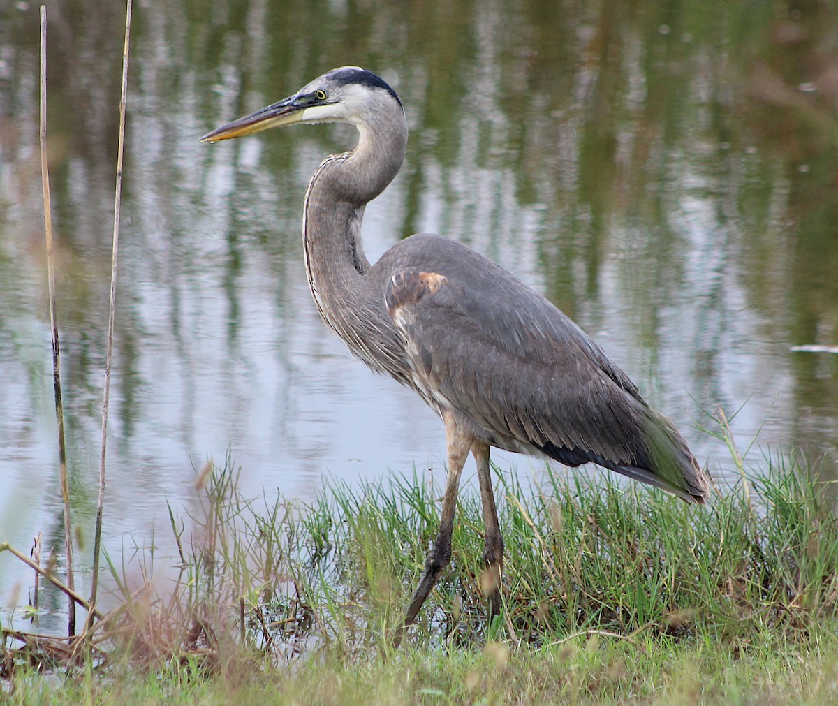 volavka velká - ML646464675