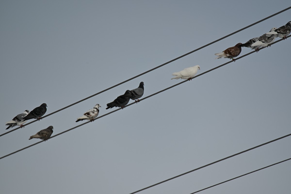 Rock Pigeon (Feral Pigeon) - ML646464676