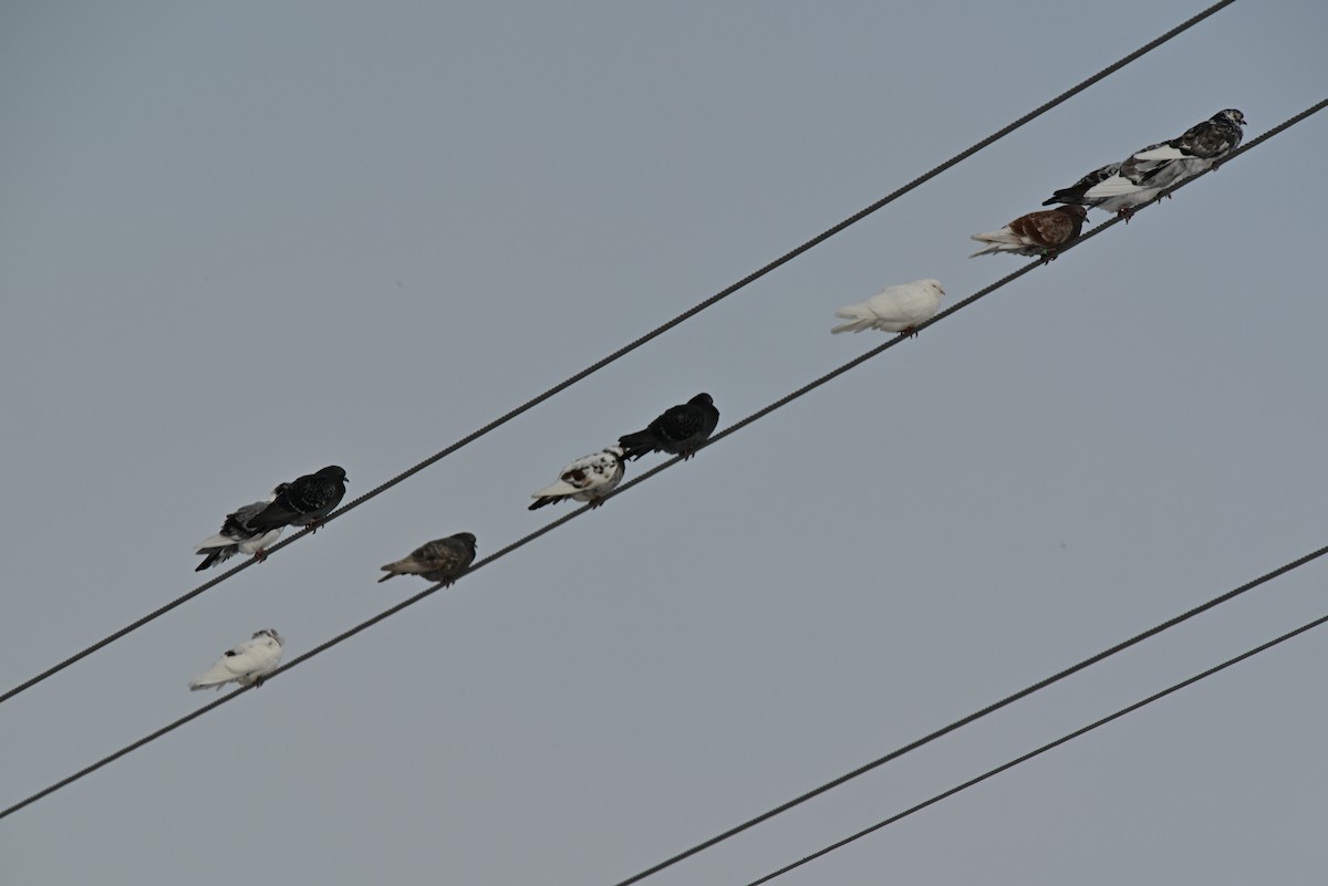 Rock Pigeon (Feral Pigeon) - ML646464677