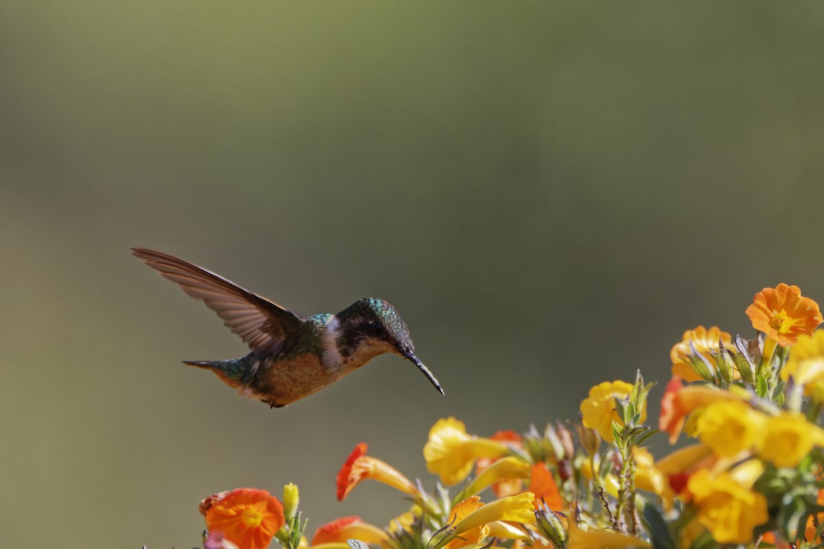 Rufous-shafted Woodstar - ML646464678