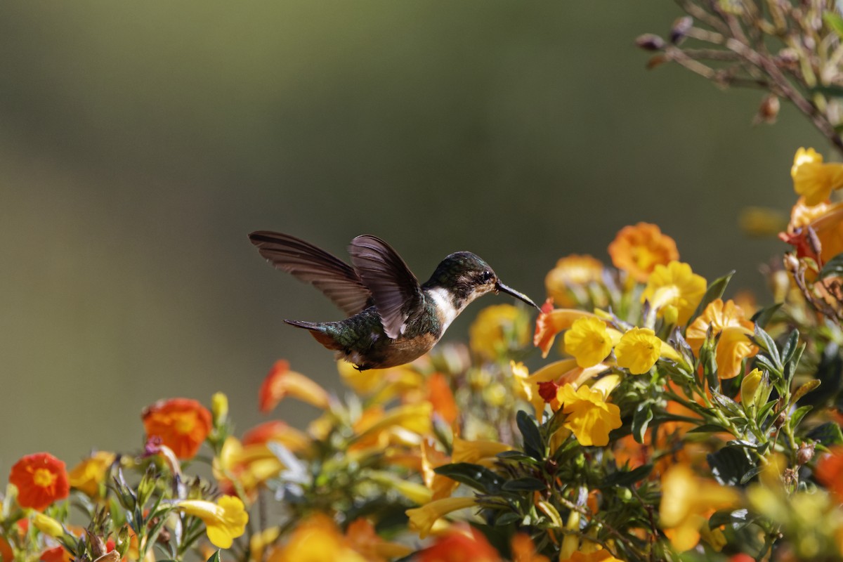 Rufous-shafted Woodstar - ML646464679