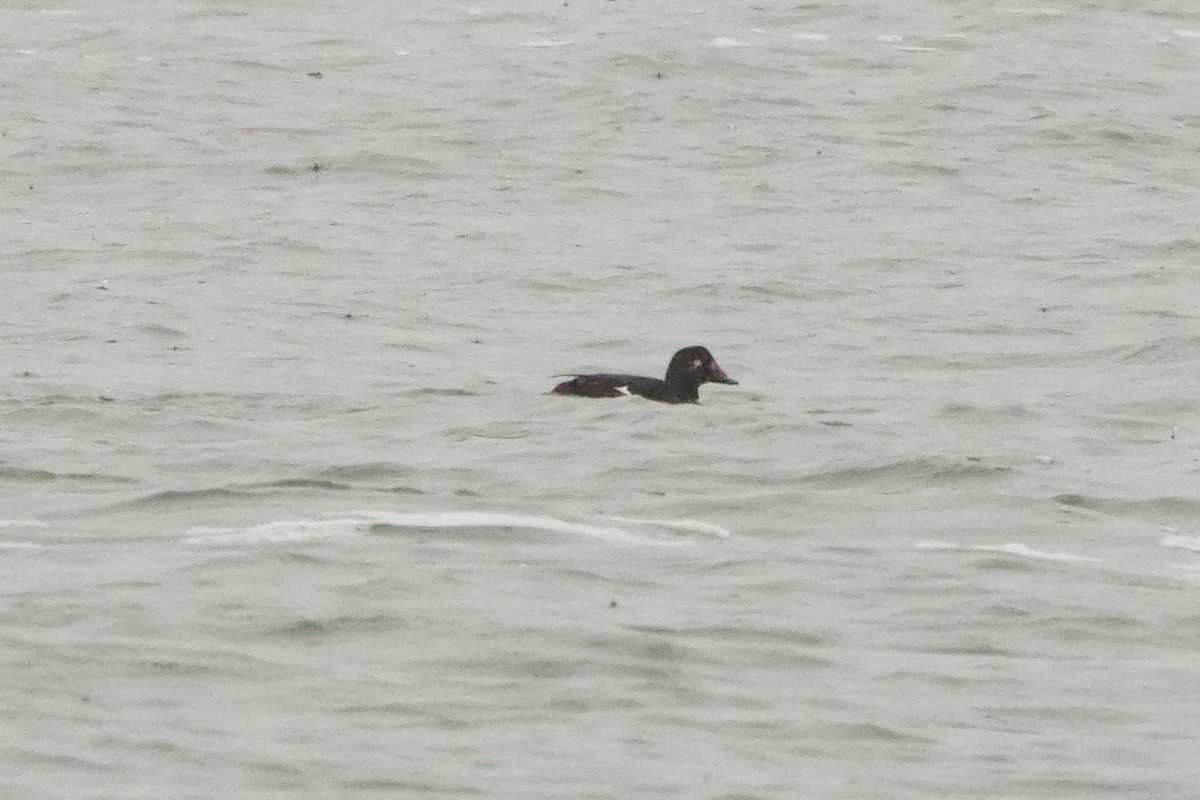 White-winged Scoter - ML646464680