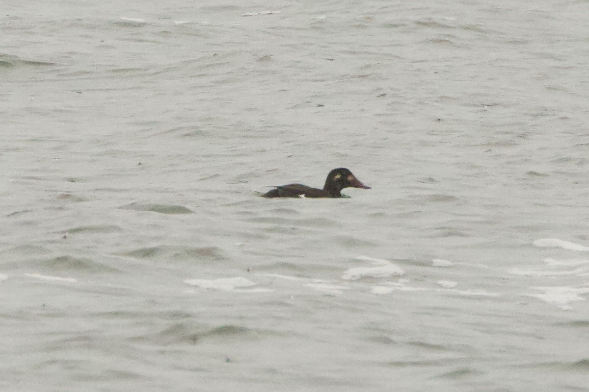 White-winged Scoter - ML646464681