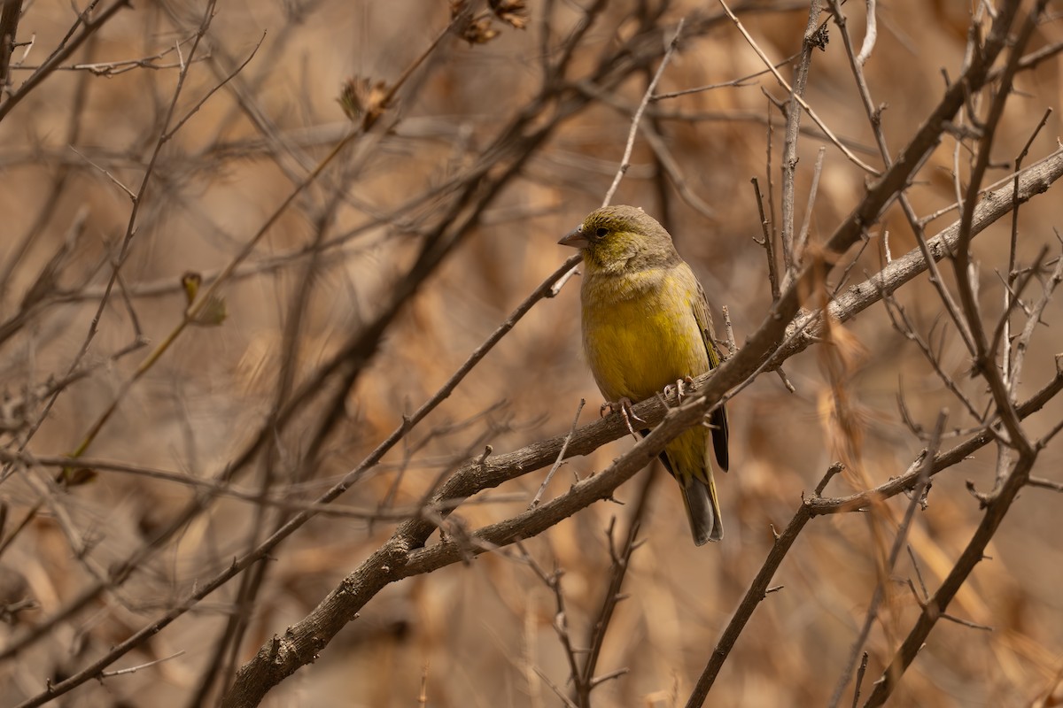 Greenish Yellow-Finch - ML646464687