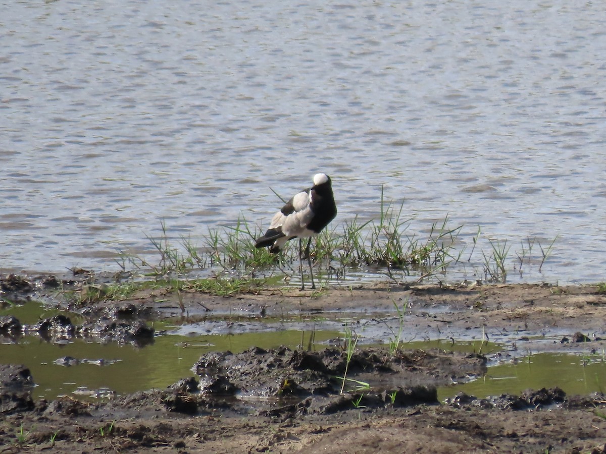 Zırhlı Kızkuşu - ML646464690