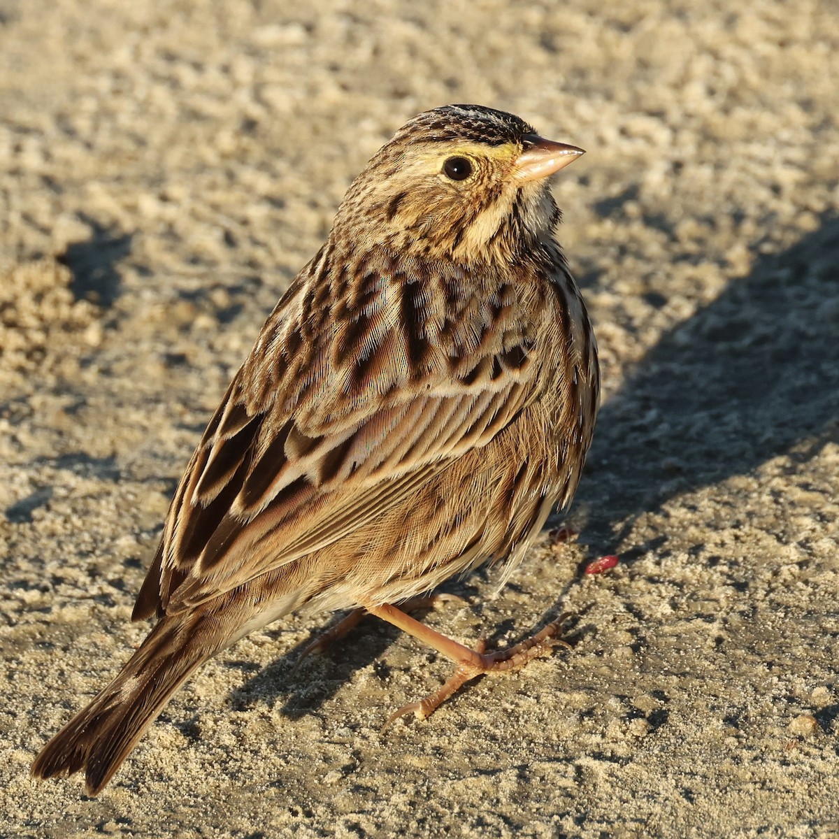 サバンナシトド - ML646464691