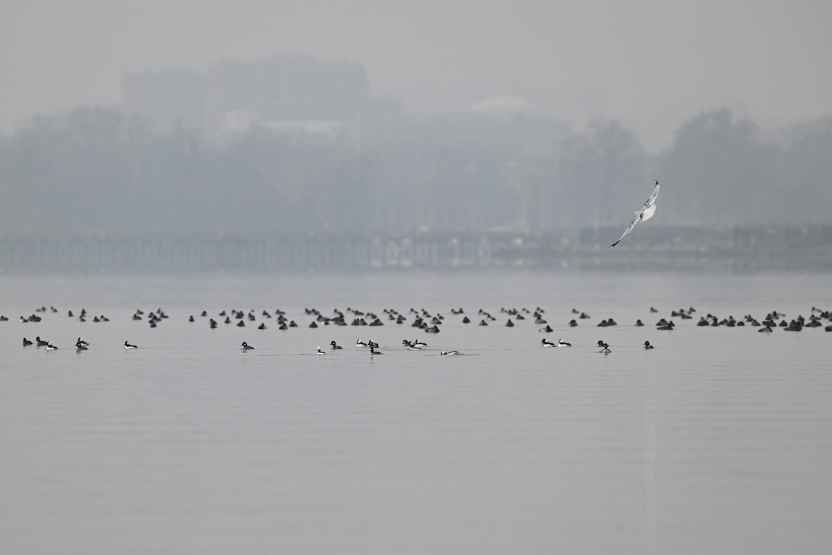 Bufflehead - ML646464692