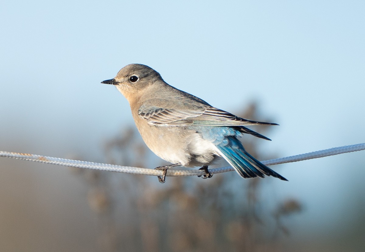 Mountain Bluebird - ML646464696