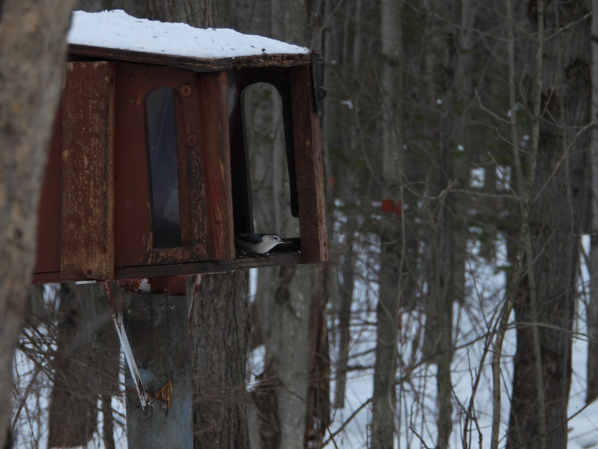 Weißbrustkleiber - ML646464699