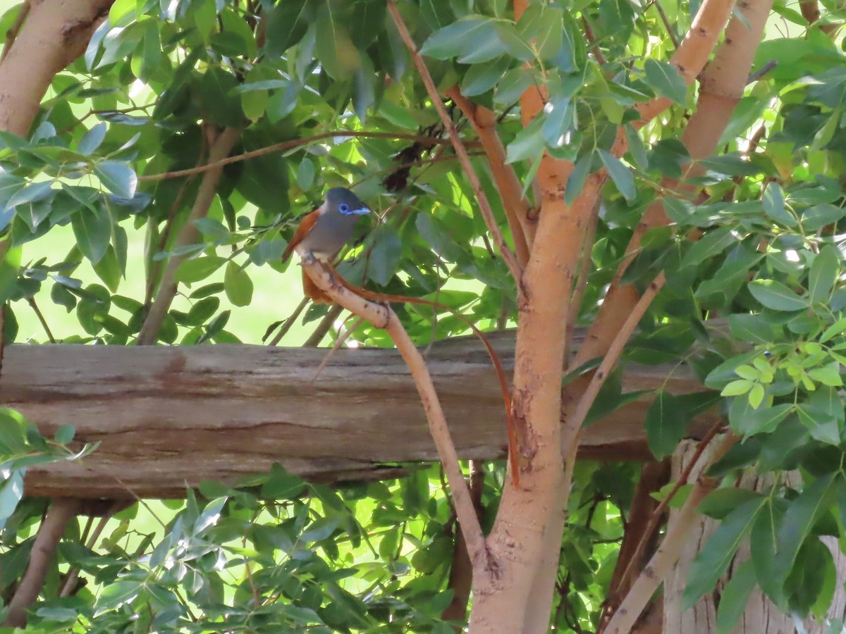 Afrika Monarkı - ML646464700