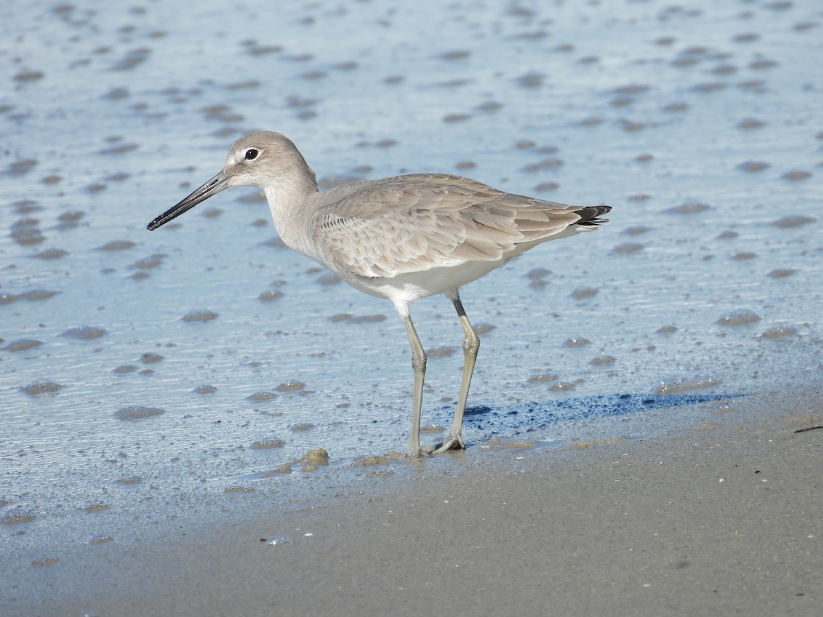 בבואן קרום-אצבעות - ML646464702