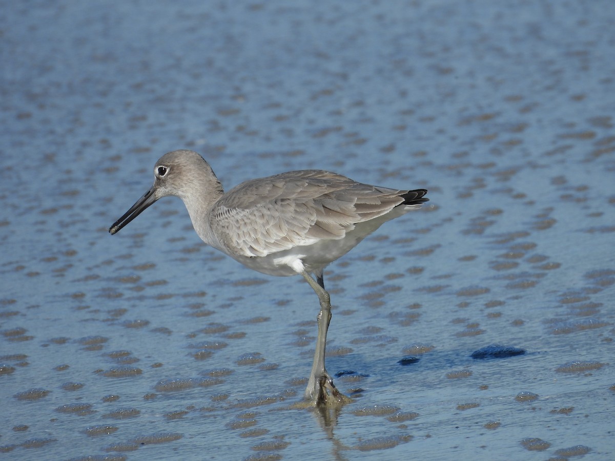 בבואן קרום-אצבעות - ML646464703