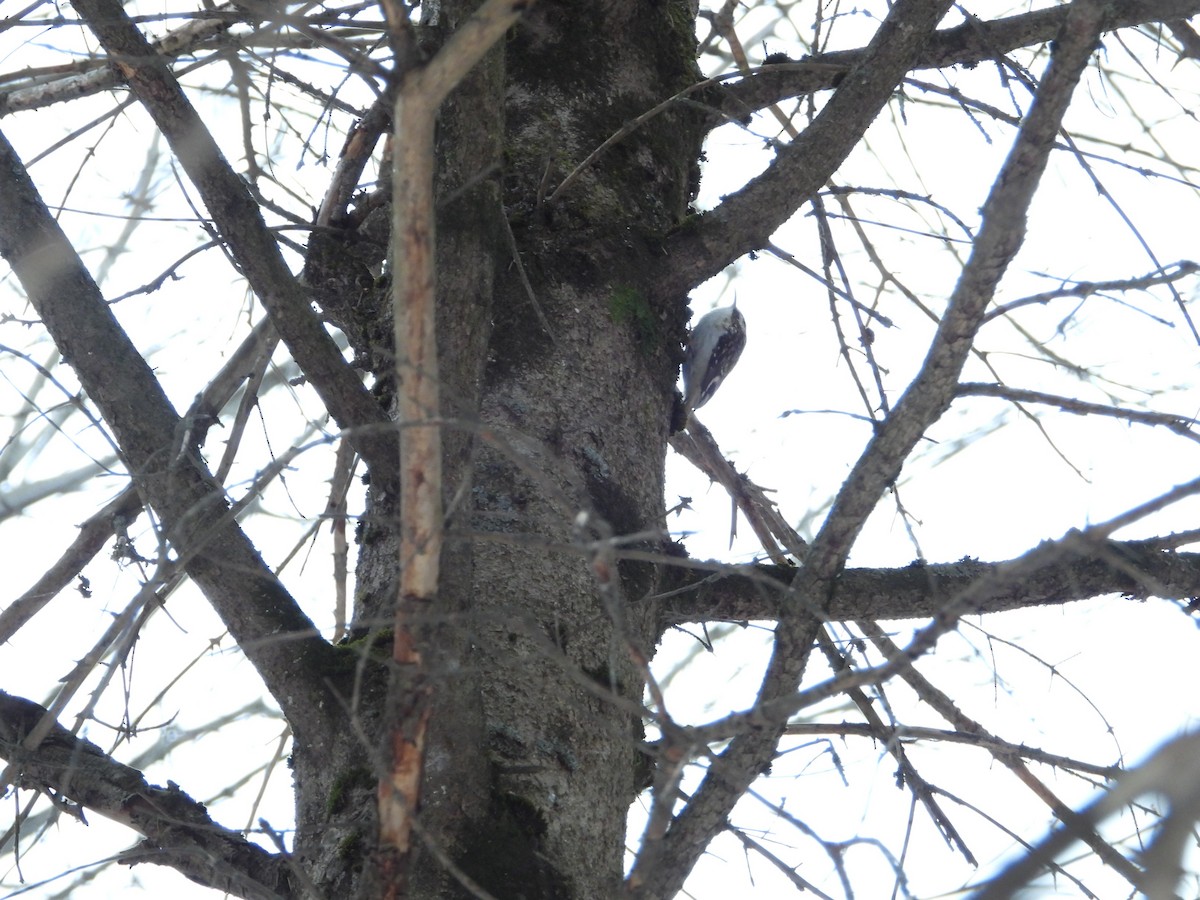 Brown Creeper - ML646464704
