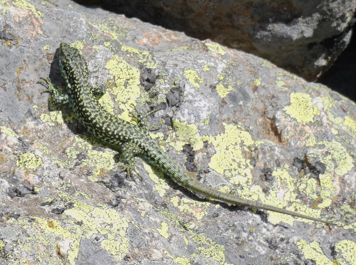 Iberian Rock Lizard - ML646464708
