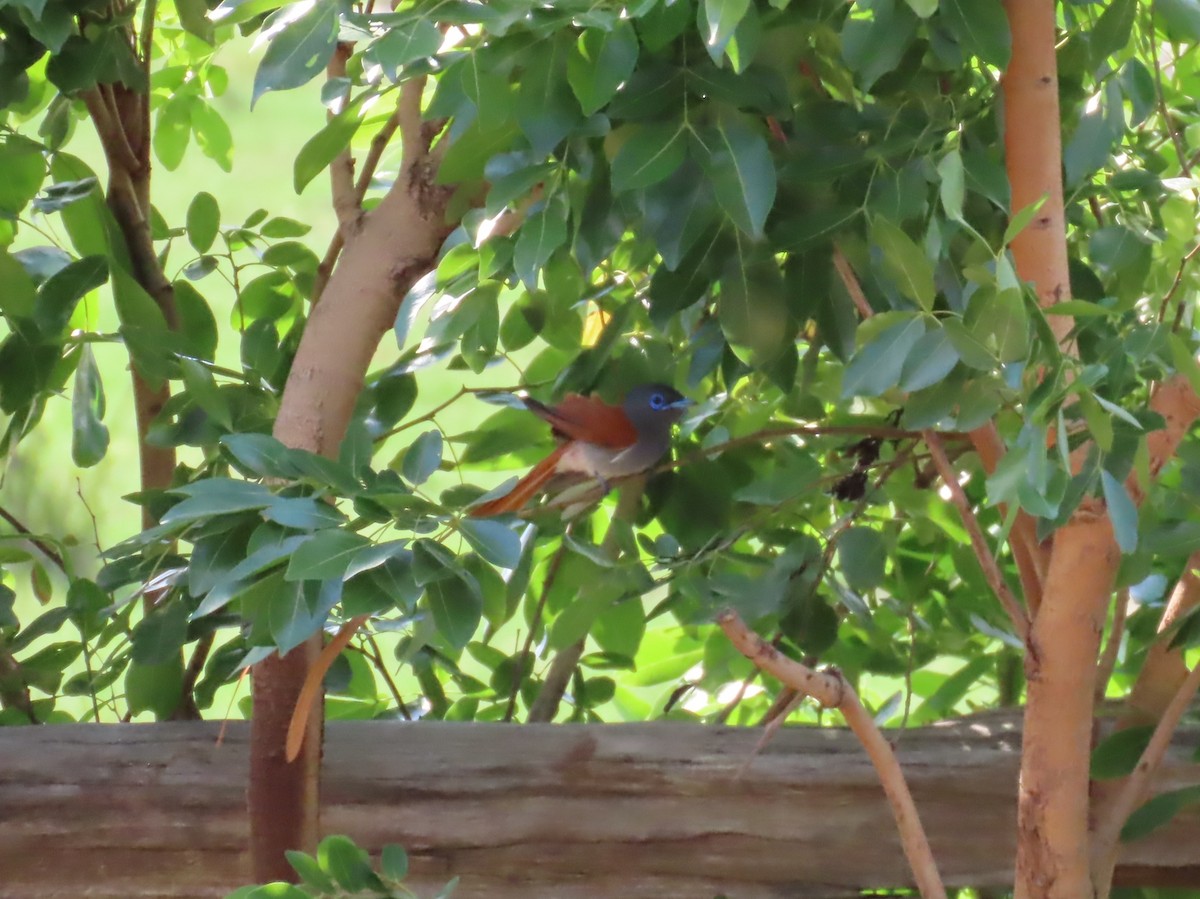 Afrika Monarkı - ML646464709