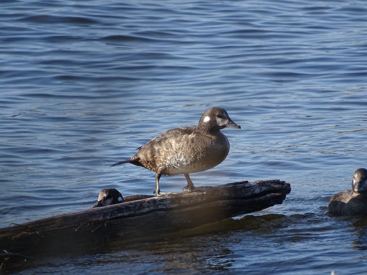 Harlequin Duck - ML646464710