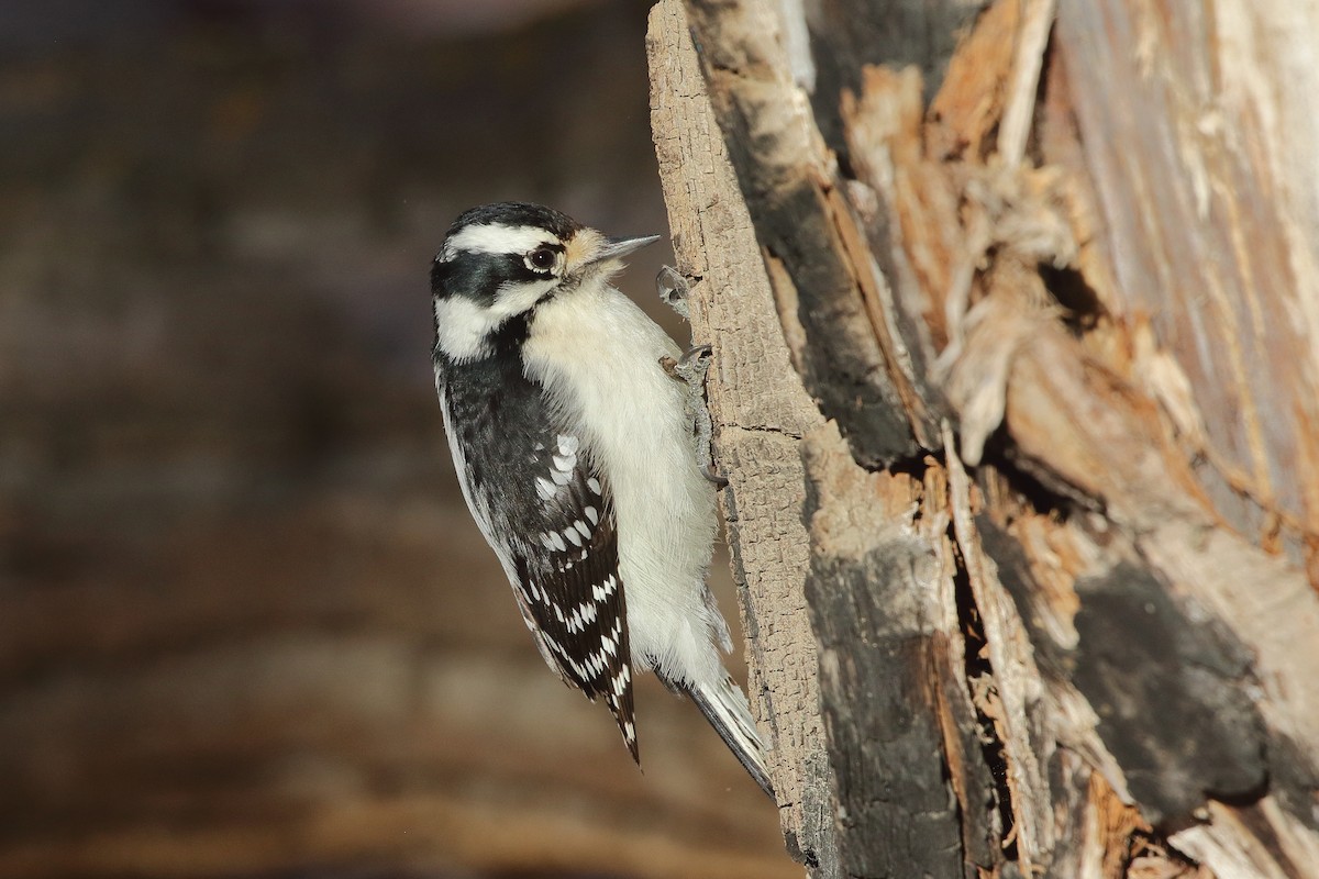 Downy Woodpecker - ML646464711