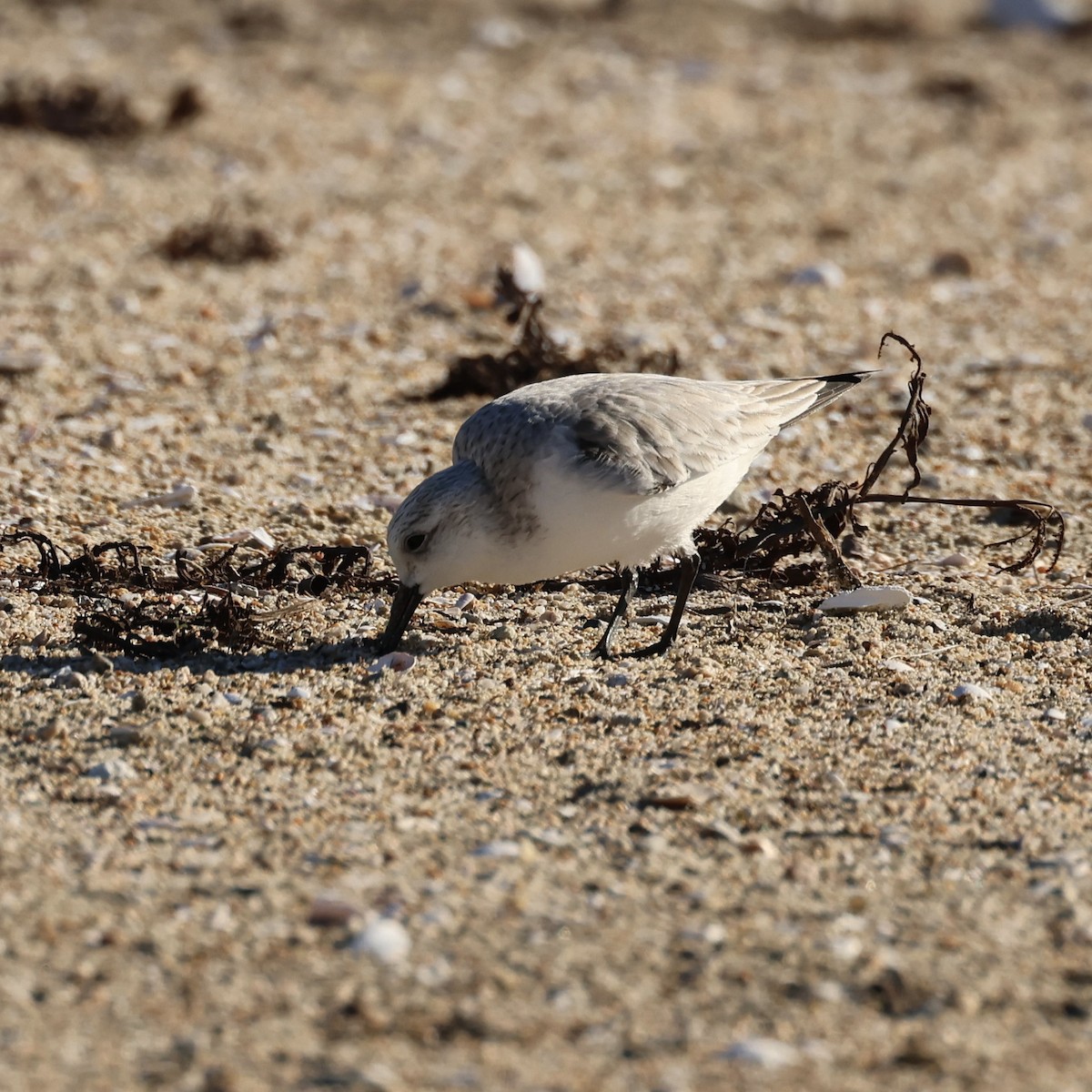 ミユビシギ - ML646464712