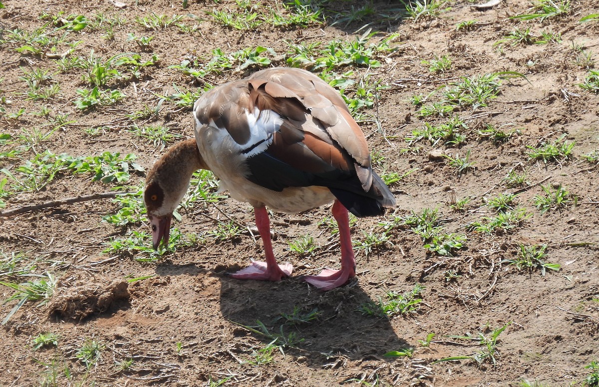 Egyptian Goose - ML646464713