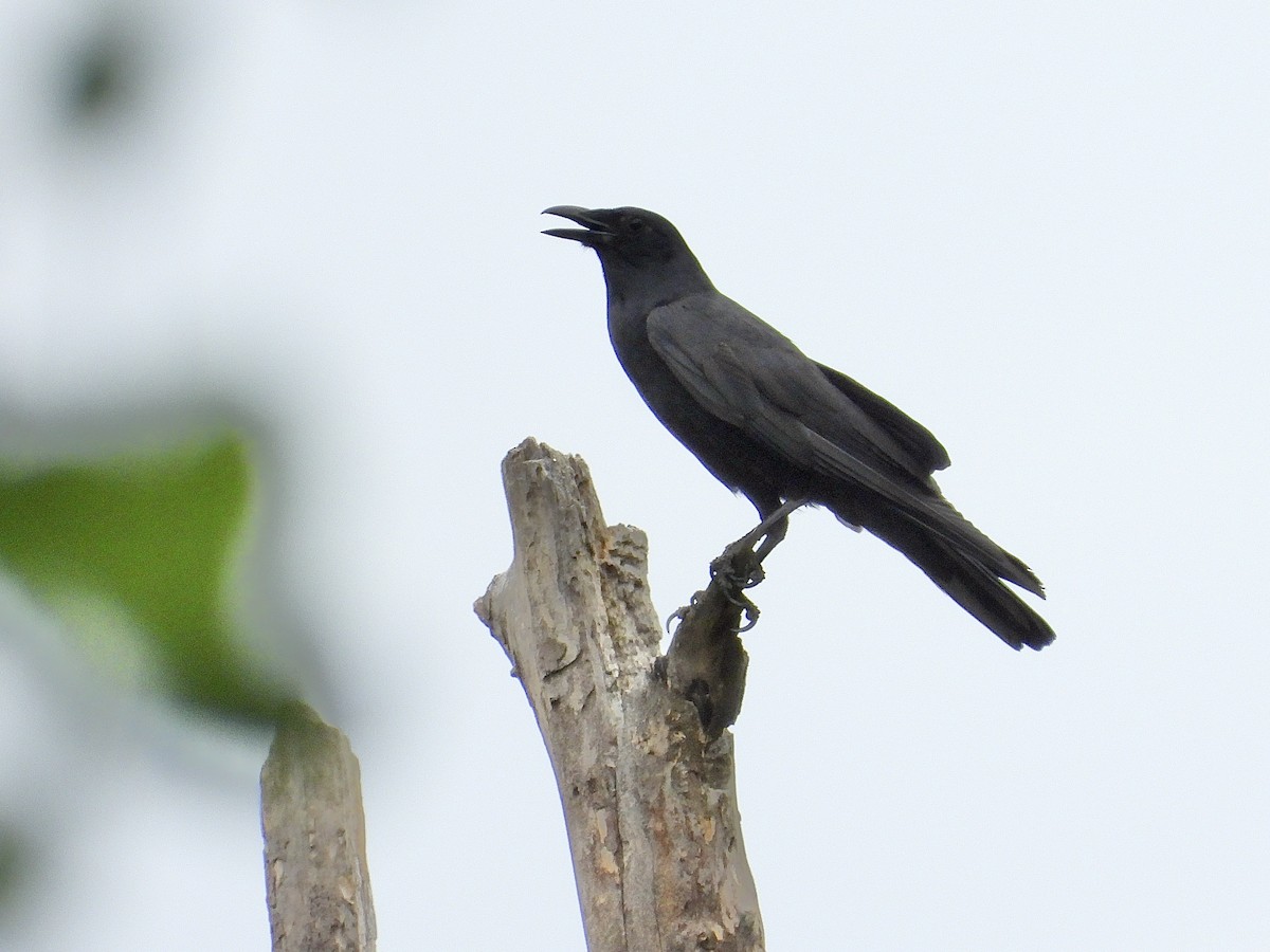 Fish Crow - ML646464714