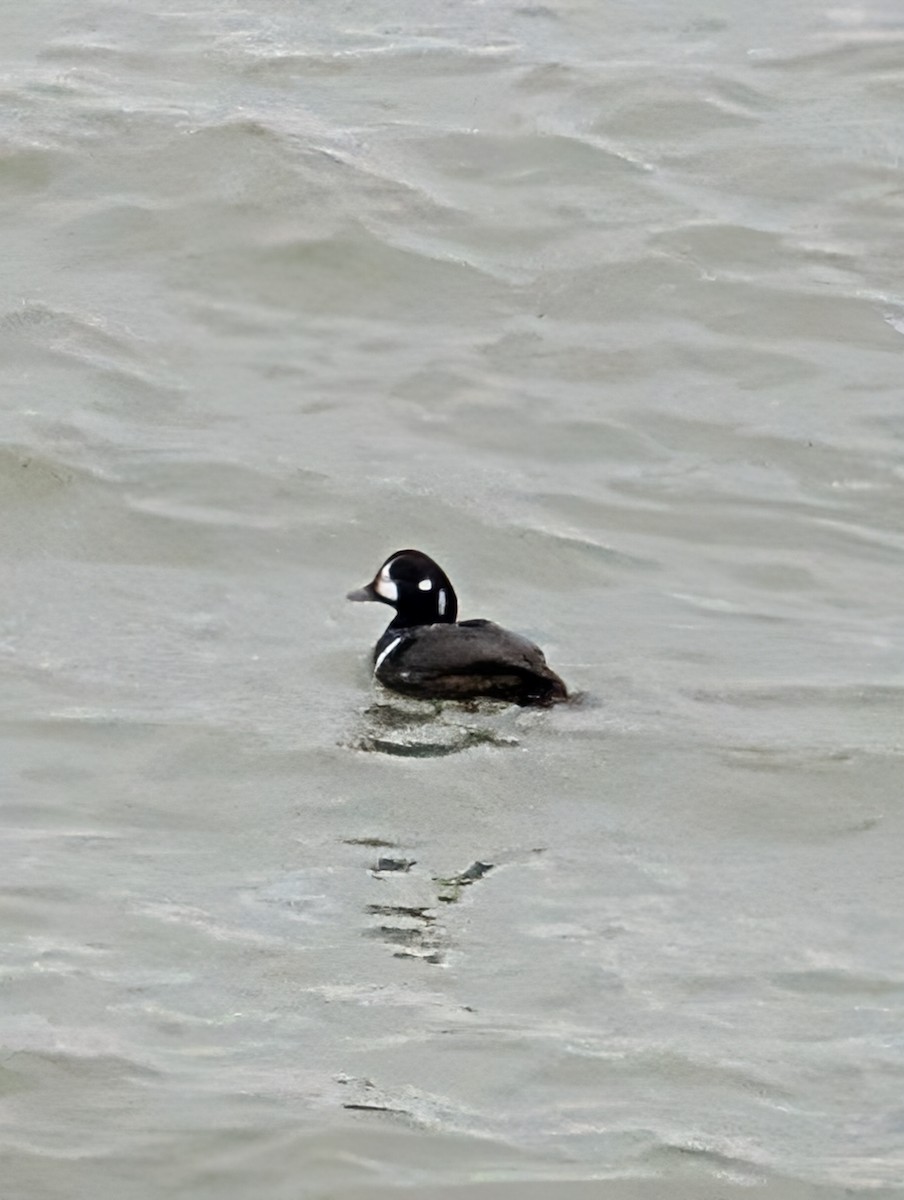 シノリガモ - ML646464715