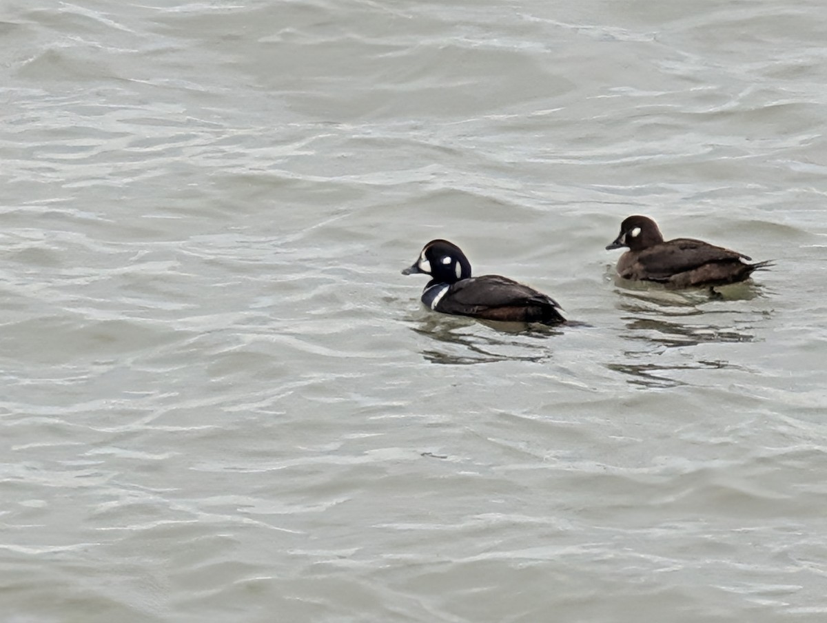 シノリガモ - ML646464718