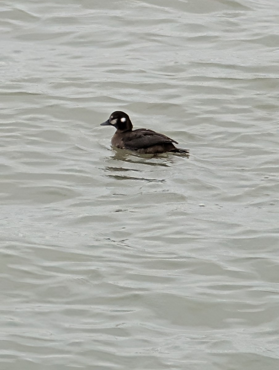 シノリガモ - ML646464719