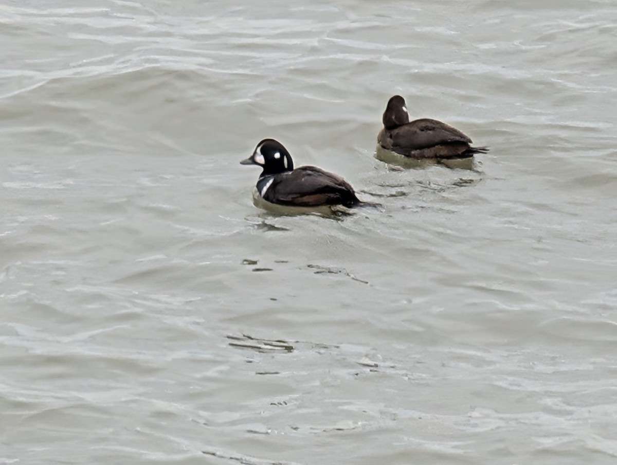 シノリガモ - ML646464721