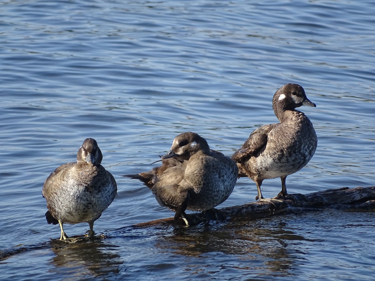 Harlequin Duck - ML646464722